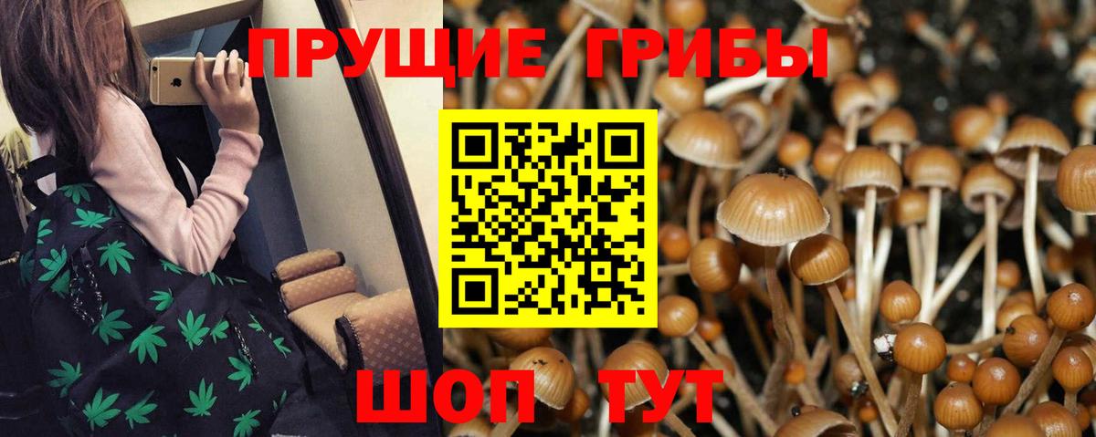 Псилоцибиновые грибы прущие грибы Волхов