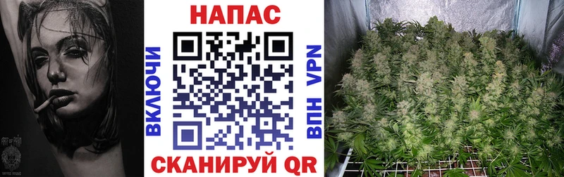 наркота Волхов Канабис SATIVA & INDICA